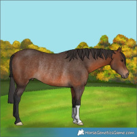 Horse Color:Brown Rabicano 