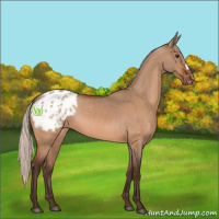 Horse Color:Silver Brown Dun Appaloosa 