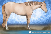 Horse Color:Gold Champagne Pearl Rabicano  and Gold Champagne Pearl Rabicano 