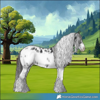 Horse Color:Black Tobiano Frame Appaloosa 
