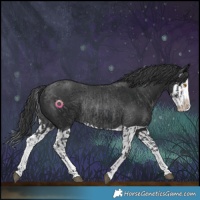 Horse Color:Black Splash Rabicano  and Black Splash Rabicano 