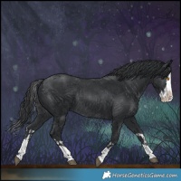 Horse Color:Black Splash Rabicano  and Black Splash Rabicano 