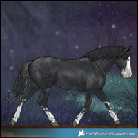 Horse Color:Black Splash Rabicano and Black Splash Rabicano