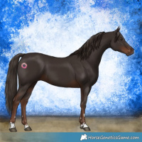 Horse Color:Liver Chestnut 