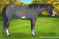 Horse Color:Blue Roan Splash Rabicano and Blue Roan Splash Frame Rabicano