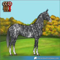 Horse Color:Black Splash Near Leopard Rabicano  and White Spotted Black Splash Rabicano 