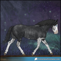 Horse Color:Black Splash Rabicano and Black Splash Rabicano