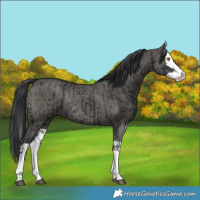 Horse Color:Black Splash Rabicano and Grullo Splash Rabicano