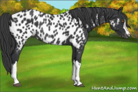 Horse Color:Black Appaloosa Rabicano 