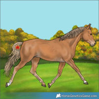 Horse Color:Chestnut 