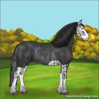 Horse Color:Black Splash Rabicano  and Black Splash Rabicano 