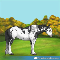 Horse Color:Black Splash Frame Rabicano  and Black Splash Frame 