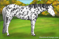 Horse Color:Black Splash Leopard Rabicano  and Black Splash Near Leopard Rabicano 