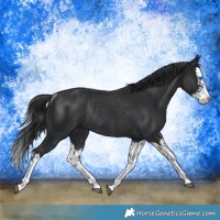 Horse Color:Black Splash Rabicano  and Black Splash Rabicano 