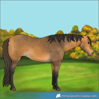 Horse Color:Buckskin 
