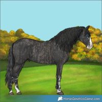 Horse Color:Smoky Grullo Splash Rabicano  and Black Splash 
