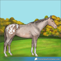 Horse Color:Amber Champagne Sabino Tobiano Appaloosa  and Amber Champagne Sabino Tobiano Appaloosa 