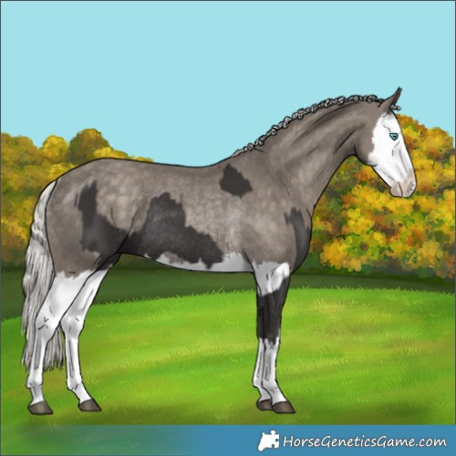 Horse Color:Smoky Black Splash Rabicano  and Silver Smoky Black Splash Rabicano 