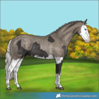 Horse Color:Smoky Black Splash Rabicano  and Silver Smoky Black Splash Rabicano 