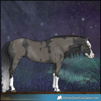 Horse Color:Black Splash Rabicano and Grullo Splash Rabicano