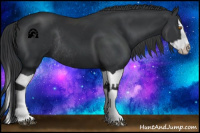 Horse Color:Black Splash Rabicano and Black Splash Rabicano