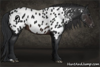 Horse Color:Brown Appaloosa 