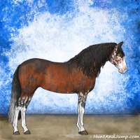 Horse Color:Black Splash Rabicano  and Bay Splash Rabicano 