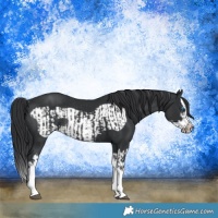 Horse Color:Black Splash Rabicano  and Black Splash Frame Rabicano 