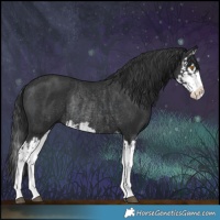 Horse Color:Black Splash Rabicano and Black Splash Rabicano