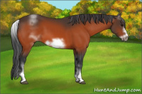Horse Color:White Spotted Bay Frame 