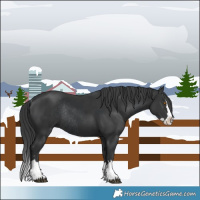 Horse Color:Black Splash Rabicano  and Black Splash Rabicano 