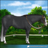 Horse Color:Black Splash Rabicano  and Black Splash Rabicano