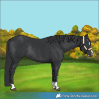 Horse Color:Black Splash Rabicano and Black Rabicano