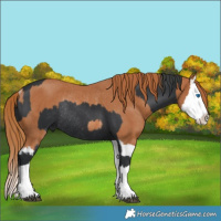 Horse Color:Black Splash Rabicano  and Chestnut Splash Rabicano 