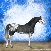 Horse Color:Black Splash Appaloosa Rabicano  and Black Splash Appaloosa Rabicano 