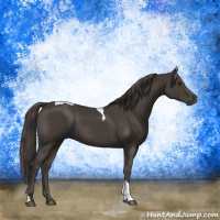 Horse Color:Smoky Black Tobiano 