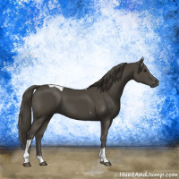 Horse Color:Smoky Black Tobiano 
