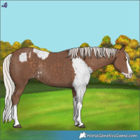 Horse Color:Blue Roan Splash Appaloosa Rabicano and Silver Black Splash Rabicano