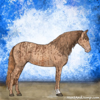 Horse Color:Chestnut  and Gold Champagne 