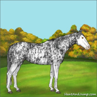 Horse Color:Black Splash Rabicano  and Black Splash Appaloosa Rabicano 