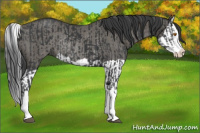 Horse Color:Black Splash Rabicano  and Grullo Splash Rabicano 