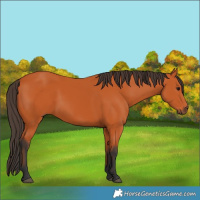 Horse Color:Bay 