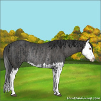 Horse Color:Black Splash Rabicano  and Black Splash Rabicano 