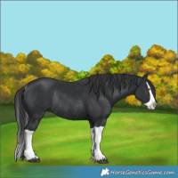 Horse Color:Black Splash Rabicano  and Black Splash Rabicano 