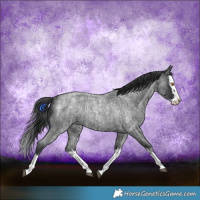 Horse Color:Blue Roan Splash Rabicano  and Blue Roan Splash Rabicano 
