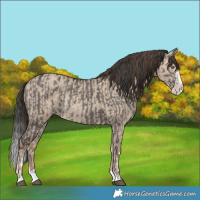 Horse Color:Grullo Splash Rabicano  and Classic Champagne Dun Splash Rabicano 