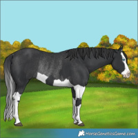 Horse Color:Black Splash Rabicano  and Black Splash Rabicano 