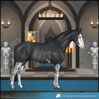 Horse Color:Black Splash Rabicano  and Black Splash Rabicano 