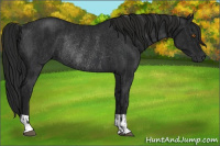 Horse Color:Black Rabicano  and Gray Black Rabicano 