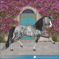 Horse Color:Black Splash Rabicano  and Blue Roan Splash Rabicano 